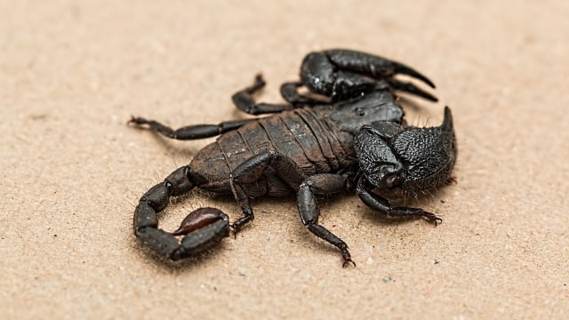 Ilustrasi kalajengking. Foto: stevepb via Pixabay