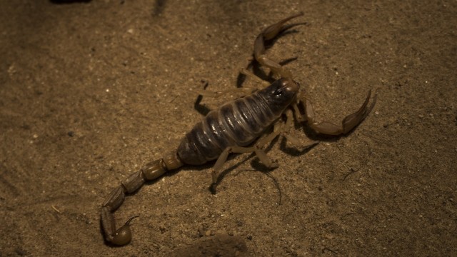 Ilustrasi kalajengking. Foto: Pexels via Pixabay