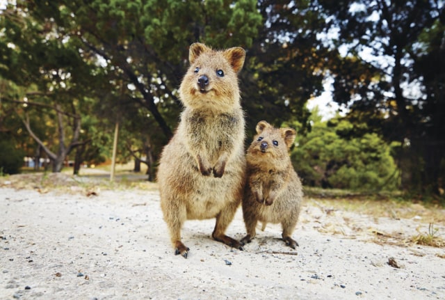 Bersepeda di Rottnest Island: 'Sarang Tikus', Benteng Pelindung Perth (1)