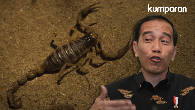 Jokowi sebut racun kalajengking mahal. (Foto: Putri Sarah Arifira/kumparan)