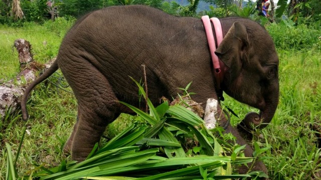Kaki bayi gajah nyaris putus terkena jerat. (Foto: Dok. BKSDA )