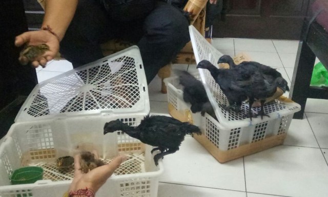 Polisi Gagalkan Penyelundupan 2 Keranjang Anak Ayam Cemani ke Bali