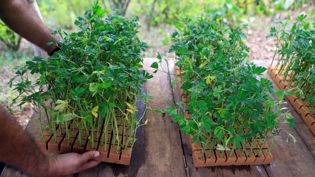 Ganja untuk medis di Kolombia. (Foto: Reuters/Jaime Saldarriaga)