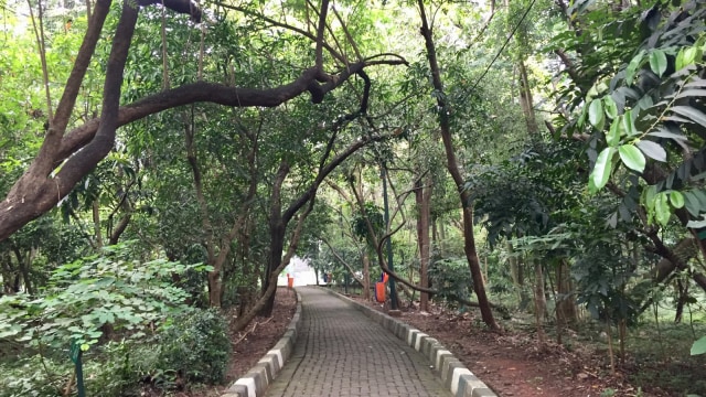 Suasana Hutan Kota Srengseng (Foto: Shika Arimasen Michi/kumparan)