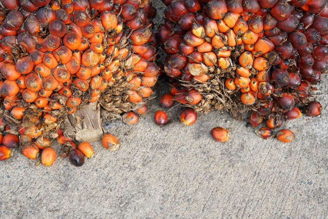 Ilustrasi biji kelapa sawit (Foto: Thinkstock)