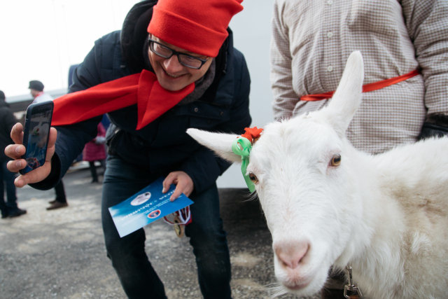KAMBING INI RAMALKAN JUARA PIALA DUNIA 2018, HAYO NEGARA MANA JUARANYA?