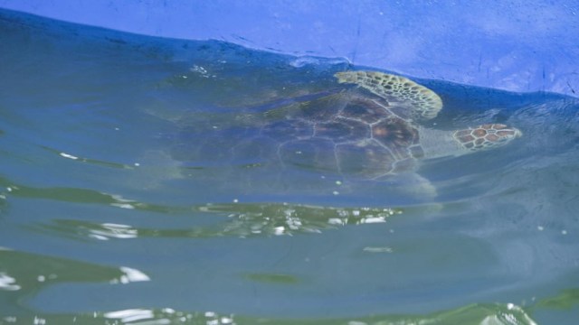 Konservasi Penyu di Pulau Tidung (Foto: Tomy Wahyu Utomo/kumparan)
