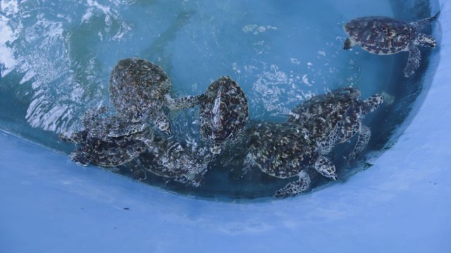 Konservasi Penyu di Pulau Tidung (Foto: Tomy Wahyu Utomo/kumparan)