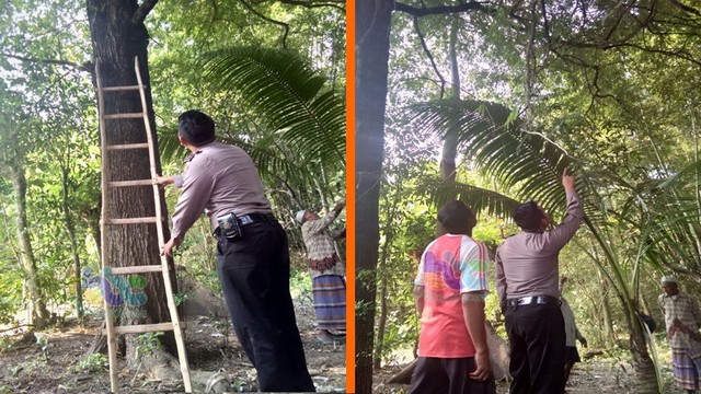 Jatuh Dari Pohon Asam, Warga Bojonegoro Meninggal Dunia