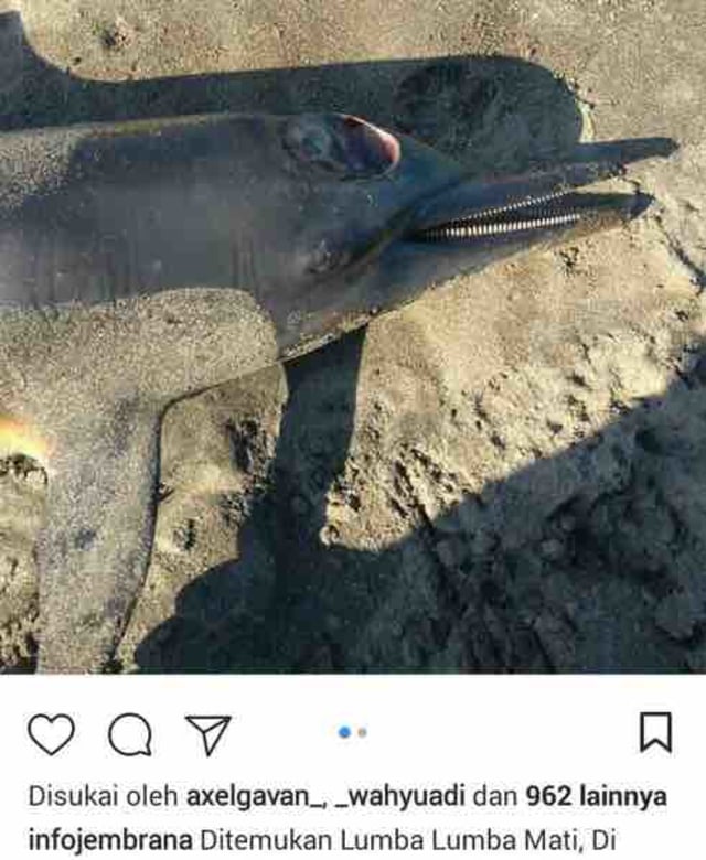 Info Hoax Paus Terdampar Gegerkan Warga Jembrana