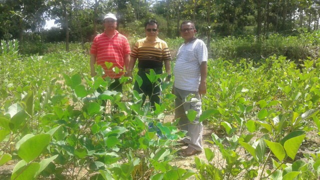 Mantan Kades Tempellemahbang Blora, Kembangkan Kacang Koro Pedang