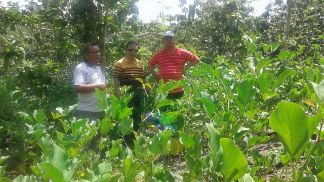 Mantan Kades Tempellemahbang Blora, Kembangkan Kacang Koro Pedang (1)