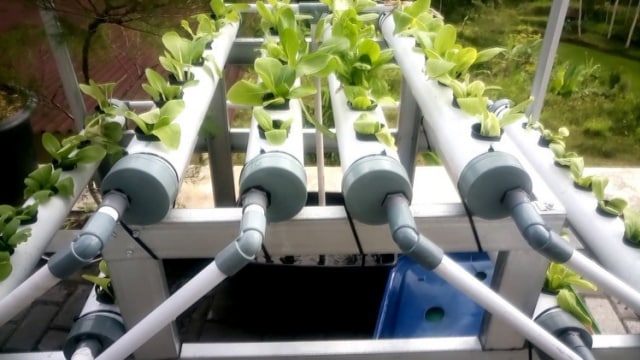 Cara Membuat Kebun Tanaman Hidroponik di Rumah (4)