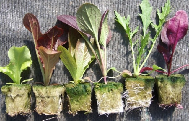Cara Membuat Kebun Tanaman Hidroponik di Rumah (5)
