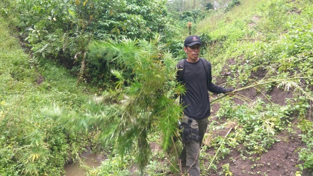 Pemusnahan lahan ganja 6 hektar di Aceh. (Foto: Zuhri Noviandi/kumparan)