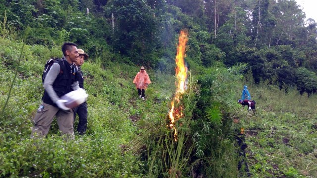 Pemusnahan lahan ganja 6 hektar di Aceh. (Foto: Zuhri Noviandi/kumparan)