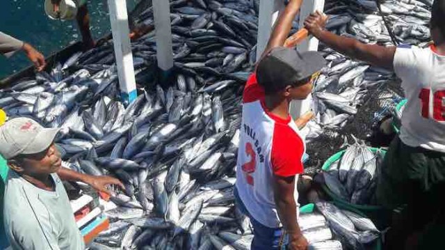 Nilai Ekspor Ikan Tuna di Maluku Capai 2,15 Juta Dolar AS 