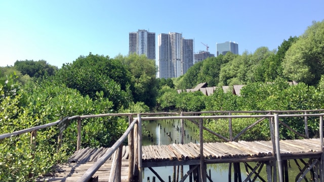 Taman Wisata Alam Angke Kapuk (Foto: Shika Arimasen Michi/kumparan)