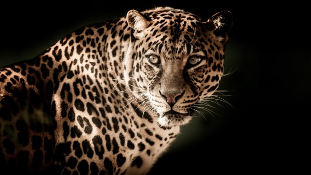 Macan tutul. (Foto: Pixabay)