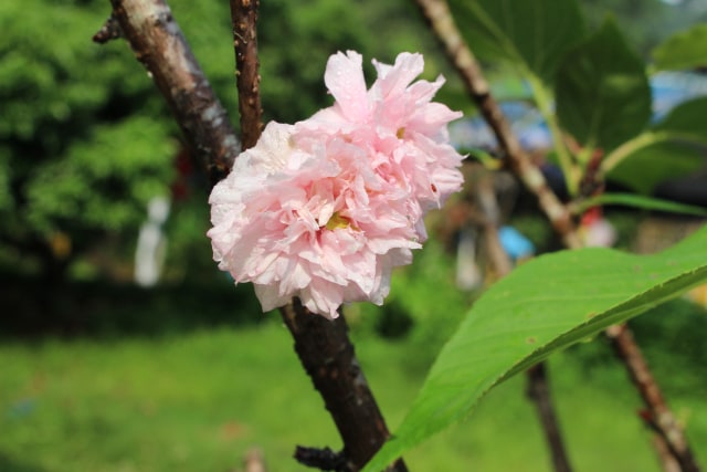 Sakura di Negeri Beton