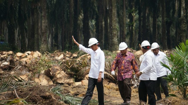 Jokowi di launching peremajaan kebun kelapa sawit. (Foto: Aprilandika Pratama/kumparan)
