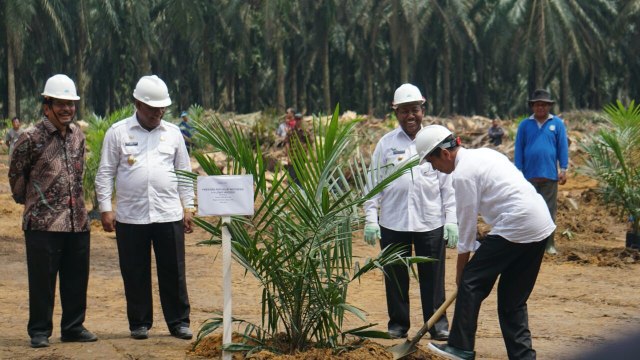Jokowi di launching peremajaan kebun kelapa sawit. (Foto: Aprilandika Pratama/kumparan)