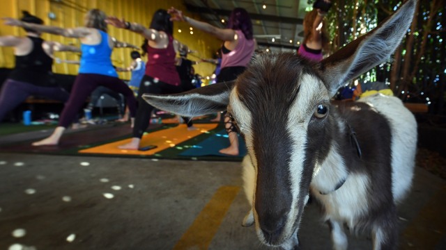 Yoga Bersama Kambing di Amerika Serikat (Foto: AFP/Mark Ralston)