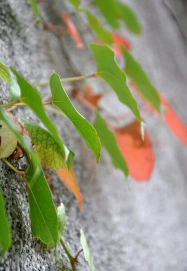 Daun Pesona Indah Ciptaan Tuhan (1)