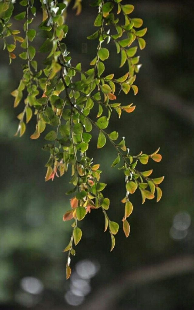 Daun Pesona Indah Ciptaan Tuhan (2)
