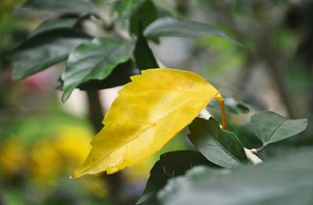 Daun Pesona Indah Ciptaan Tuhan (3)