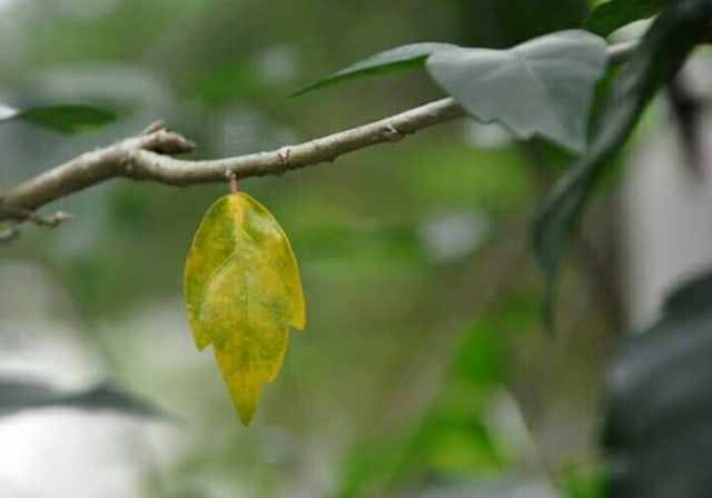 Daun Pesona Indah Ciptaan Tuhan (4)