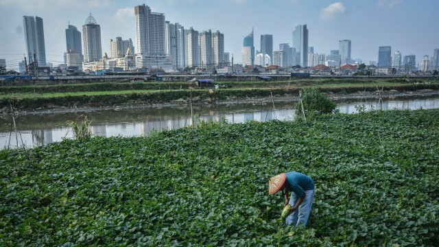 Bertani di Ibukota (Foto: ANTARAFOTO/Aprillio Akbar)