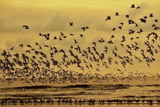 Suasana saat burung sedang migrasi. (Foto: Yus Rusila Noor)