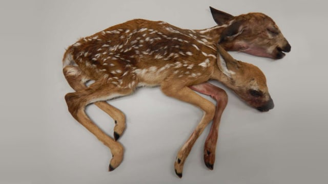 Rusa berkepala dua. (Foto: Gino D’Angelo/University of Georgia)