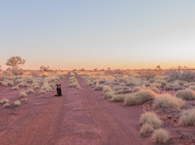 Gurun Gibson (Foto: Flickr / Dan Wood)