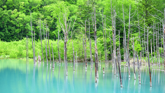 Kolam Biru di Biei, Hokkaido. (Foto: Flickr/Crystal Right)