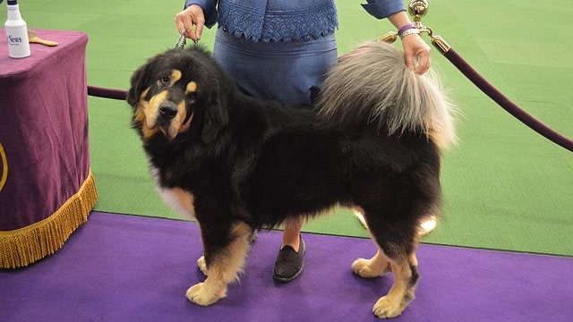 Tibetan mastiff. (Foto: Pets Adviser via Wikimedia Commons)