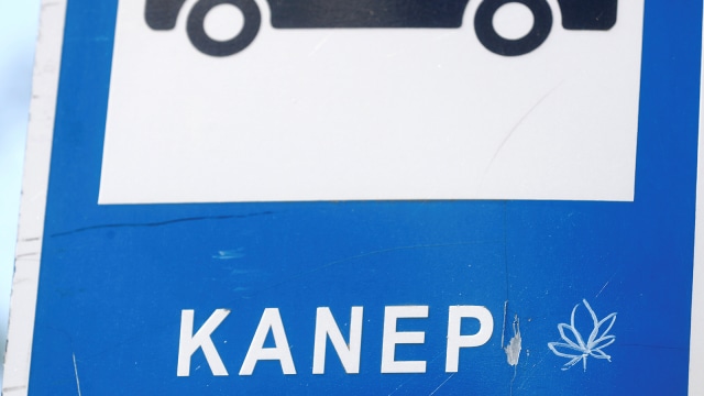 Kota Kanepi di Estonia pakai lambang ganja (Foto: Reuters/Ints Kalnins)