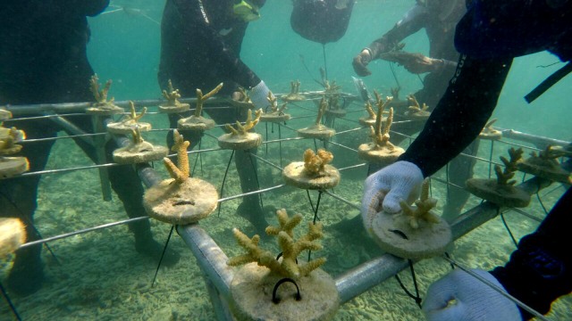 Pulau Tidung Kecil, pusat budidaya dan konservasi (Foto: Dok. Konservasi Terumbu Karang Tidung)