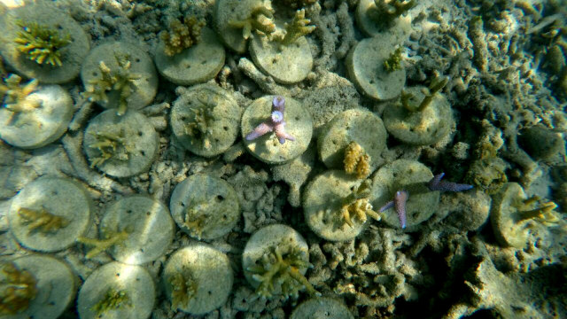 Bibit terumbu karang (Foto: Dok. Konservasi Terumbu Karang Tidung)