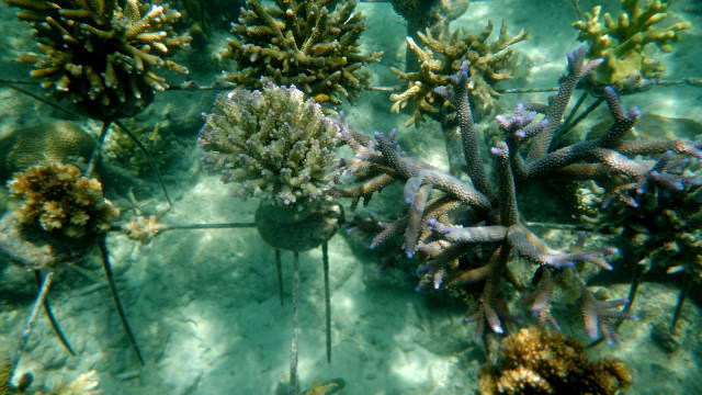 Konservasi Terumbu Karang Pulau Tidung (Foto: Dok. Konservasi Terumbu Karang Tidung)