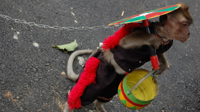 Ilustrasi topeng monyet. (Foto: Wikimedia Commons)