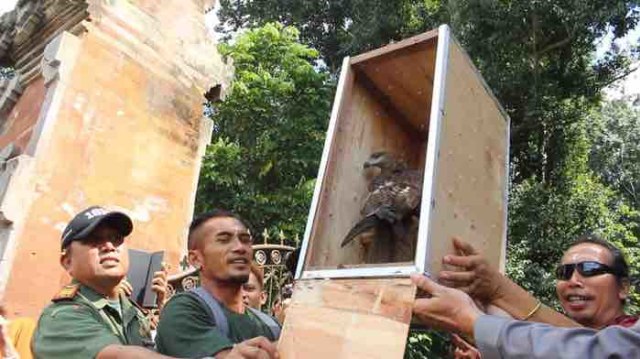 Belasan Satwa Langka Dilepasliarkan ke  Alam Bebas 