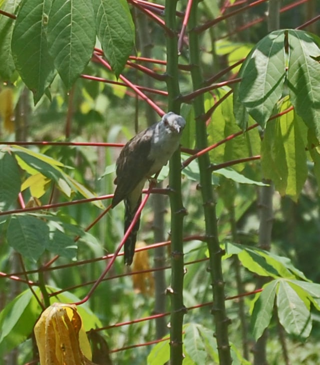 Sirit Uncuing, Burung Pembawa Berita ...