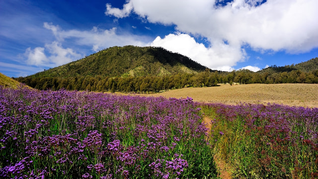 Bunga Verbena Brasiliensis di Oro-Oro Ombo Foto: Flickr / M Reza Faisal