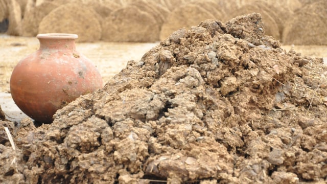 Ilustrasi kotoran sapi. (Foto: Wikimedia Commons)