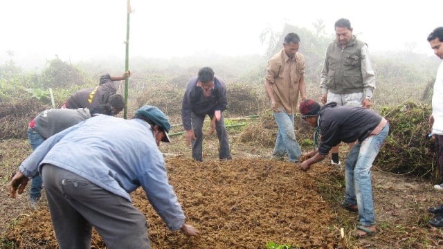 Ilustrasi mengumpulkan kotoran sapi. (Foto: Wikimedia Commons)