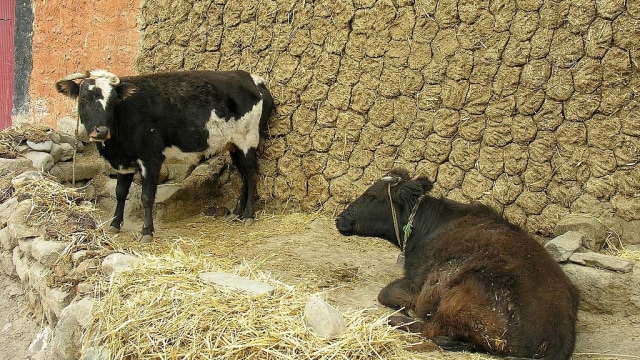 Ilustrasi sapi India (Foto: Wikimedia Commons)