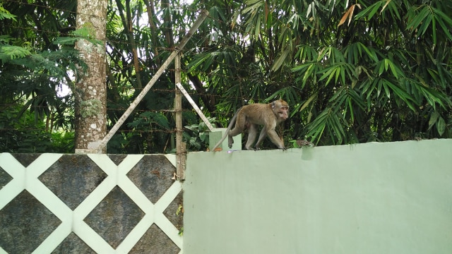 Monyet ekor panjang di Balai Taman Nasional. (Foto: Arfiansyah Panji Purnandaru/kumparan)