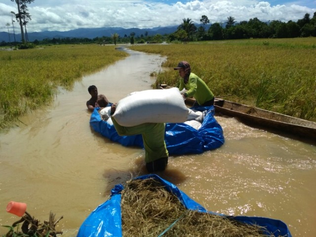 Perahu Andalan Petani Tolbar Saat Musim Panen